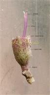  Calyx and Pistil
